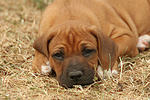 hundefotos rhodesian_ridgeback