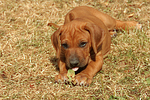 hundefotos rhodesian_ridgeback