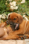 hundefotos rhodesian_ridgeback