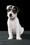 hundefotos parson_russell_terrier