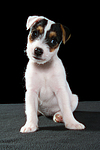 hundefotos parson_russell_terrier
