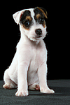 hundefotos parson_russell_terrier