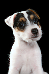 hundefotos parson_russell_terrier