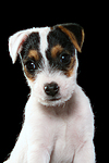 hundefotos parson_russell_terrier