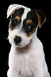 hundefotos parson_russell_terrier