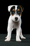 hundefotos parson_russell_terrier