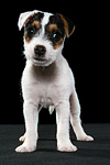 hundefotos parson_russell_terrier