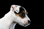 hundefotos parson_russell_terrier