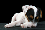 hundefotos parson_russell_terrier