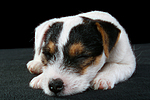 hundefotos parson_russell_terrier