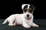 hundefotos parson_russell_terrier
