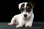hundefotos parson_russell_terrier