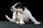 hundefotos parson_russell_terrier