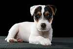hundefotos parson_russell_terrier