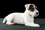 hundefotos parson_russell_terrier
