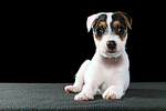 hundefotos parson_russell_terrier