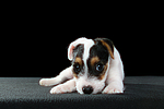hundefotos parson_russell_terrier
