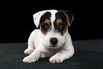hundefotos parson_russell_terrier