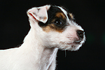 hundefotos parson_russell_terrier