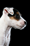hundefotos parson_russell_terrier
