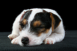 hundefotos parson_russell_terrier