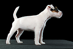hundefotos parson_russell_terrier
