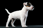 hundefotos parson_russell_terrier