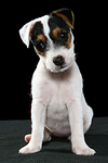 hundefotos parson_russell_terrier