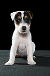 hundefotos parson_russell_terrier