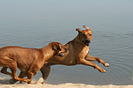 hundefotos rhodesian_ridgeback