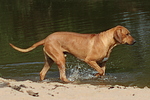 hundefotos rhodesian_ridgeback