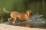 hundefotos rhodesian_ridgeback