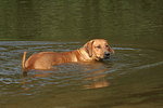 hundefotos rhodesian_ridgeback