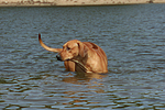 hundefotos rhodesian_ridgeback