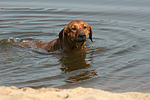 hundefotos rhodesian_ridgeback