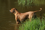 hundefotos rhodesian_ridgeback