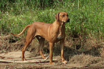 hundefotos rhodesian_ridgeback