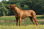 hundefotos rhodesian_ridgeback