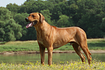 hundefotos rhodesian_ridgeback