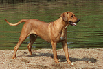 hundefotos rhodesian_ridgeback