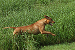 hundefotos rhodesian_ridgeback