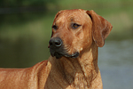 hundefotos rhodesian_ridgeback