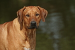 hundefotos rhodesian_ridgeback