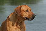 hundefotos rhodesian_ridgeback
