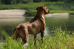 hundefotos rhodesian_ridgeback