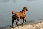 hundefotos rhodesian_ridgeback