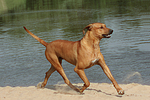 hundefotos rhodesian_ridgeback
