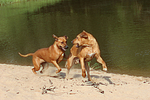 hundefotos rhodesian_ridgeback