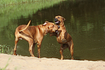 hundefotos rhodesian_ridgeback