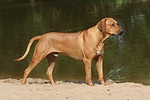 hundefotos rhodesian_ridgeback